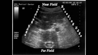 Ultrasonology: The Study of Clinician-Performed Ultrasound