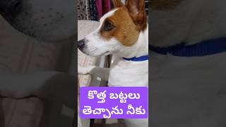 కొత్త బట్టలు తెచ్చాను నీకు #dog #doglover #jackrussell #rocky #cutedog #shorts #ytshorts #funny #pet