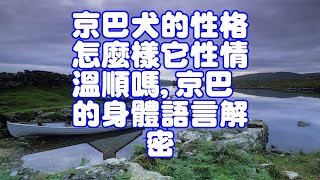 京巴犬的性格怎麼樣它性情溫順嗎,京巴的身體語言解密