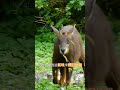 🌿台灣特有的高山精靈——台灣長鬃山羊🐐🏔️ 台灣長鬃山羊 台灣特有種 野生動物 高山精靈 自然之美 生態保育 台灣山林 動物觀察 山林探險