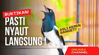 SUARA BURUNG kacer gacor NGEPLONG TARUNG konslet ini paling AMPUH buat PANCINGAN KACER agar EMOSI