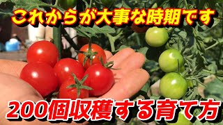 【ミニトマト】プランターで収穫が始まったら必ずやること　【家庭菜園】