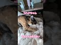 【保護猫・三毛猫】ふみふみ