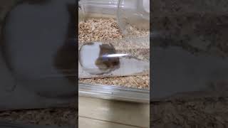 砂風呂を試してみた（ちょっと広い）🐹 Tried the sand bath (a bit bigger)