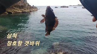 3월 20일 삼척 장호항 어떤 물고기들이 잡히는지 답사 해봤습니다.