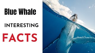 நீல திமிங்கிலம்🌀 Interesting Facts|#bluewhalefacts |#interestingfacts