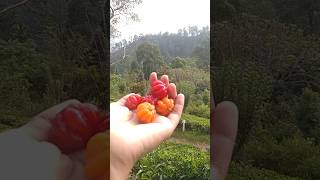 Sri lankan cherry 🍒 😂 (Cheena goraka) #fruits #srilanka #cherry #shorts