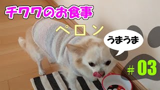 ペロン!! チワワのおねだり。早くうまうま食べさせてぇ！【チワワのお食事 】 タオのうまうま記録　[#03]