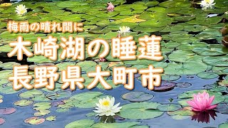 大町散策｜スイレン　木崎湖　睡蓮　｜金山神社｜こぶしふれあいパーク｜夏至｜　2021.6.21撮影｜長野県大町市【今日のねー散歩】