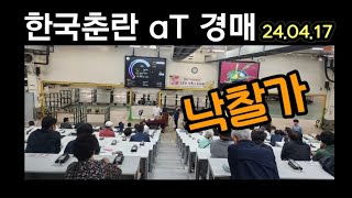 한국춘란 aT경매 낙찰가 현황 24.04.17