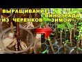 СУПЕР БЫСТРЫЙ СПОСОБ УКОРЕНЕНИЯ ЧЕРЕНКОВ ВИНОГРАДА ЗИМОЙ НА ВОДЕ.100% РЕЗУЛЬТАТ.ЗАГОТОВКА.УКОРЕНЕНИЕ