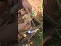 work in bee s hive തേനീച്ച കൂട്ടിലെ ജോലികൾ beekeeping farming satisfying experiment shorts