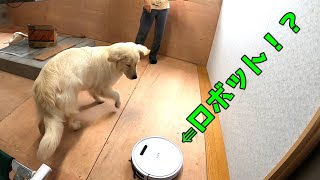 犬とばあちゃんとロボット掃除機・・・。GoldenRetriever　ゴールデンレトリーバー