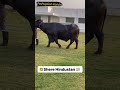 👍Sher-e Hindustan👍 Murrah Bull #hsb #shorts #viral #reels #murrah #buffalo #trending #bull