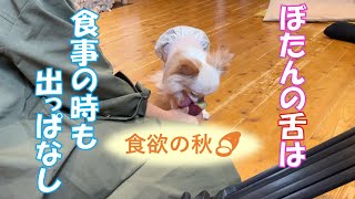 【ぼたんちゃんねる】食欲の秋！！さつまいも大好物なの～