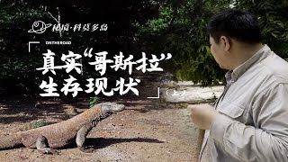 遭遇“恐龙时代”的活化石：巨蜥科莫多龙