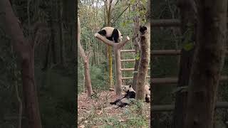 Panda|熊猫|最可爱的熊猫|成都大熊猫繁育研究基地