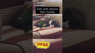 kapok nggak lo@edaapreliusgawe6476 #kucing #cats #cat #catvideos #shorts #short