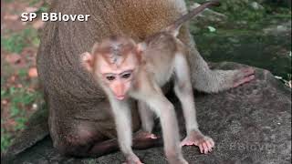 Dialy Life Of Baby Monkey Danita Is More Better Now Angkor Thom Visit