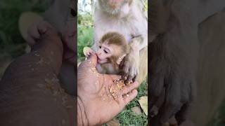 adorable baby monkey 🐵😍 #monkeyvideo #bandar #monkey 012