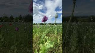 We were stunned by the poppy fields in the Czech Republic