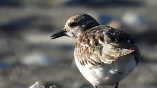 浜辺の野鳥観察