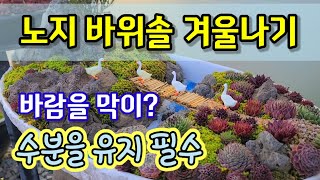 노지 바위솔 겨울나기 특별한 관리 필요없다.수분유지 하고 바람막이 하면된다.