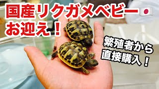 【夏レプ③】可愛すぎる！小さなリクガメの赤ちゃんを購入しました。