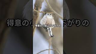 シマエナガの可愛すぎる雑学#shorts #雑学 #癒し #動物 #ai #シマエナガ #鳥