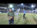 N 203 DINARA B A    Iksal Arabian Horse Show   Fillys 2021 C Class 17