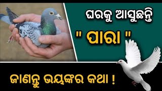 ପାରା ଜଦି ଘରକୁ ଆସୁଛନ୍ତି - ଜାଣନ୍ତୁ ଭୟଙ୍କର କଥା.....