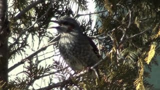 ヒヨドリの朝の鳴き声　Morning cries of Brown-eared Bulbul