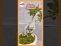 Bonsai Adenium#shorts