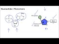 02  Nucleotides