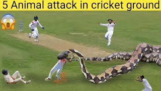 Top 5 Animal attack in cricket ground||Animal attack in cricket ground