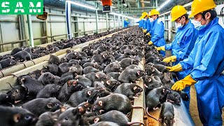 Chinese Farmers Raise and Consume 2.2 Billion Bamboo Rats - Rat Processing Factory