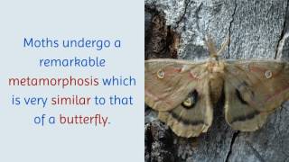 18 Interesting Facts You Never Knew About Moth