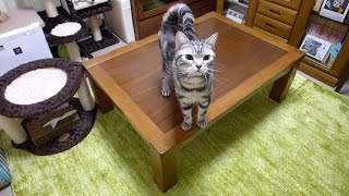 久々の猫缶に大喜びな猫