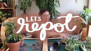 repot with me / chat with me! 🪴