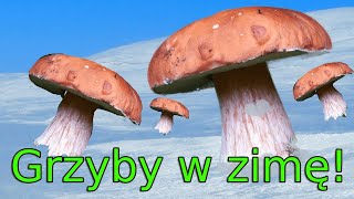 Grzyby, które można zbierać w zimę!