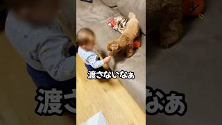 おやつが食べたいトイプードル#toypoodle