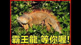 【吳小珍】挪威森林之綠鬣島~那裏湖面總是澄清! 綠鬣蜥 (iguana removal lizard berburu biawak)