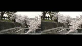 3D Cherry Blossoms at Shukugawa River 2011