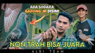 GREBEK KANDANG MERPATI TEAM ALBI - SEDERHANA TAPI JUARA  - MANG ATUNG