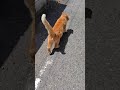 shorts 猫たちは夫婦でお散歩。