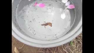 溺れていたケラ（おけら） The mole cricket which was drowned