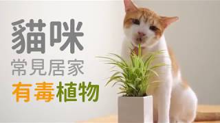 有毒！常見貓咪居家有毒植物！【好味貓知識】第一季｜EP7