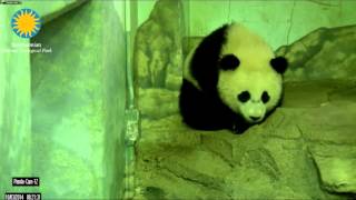 Bao Bao hears the keeper calling.     Oct 3, 2014        National Zoo