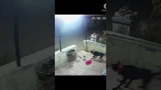Leopard attacks a pet dog in Maharashtra's Nasik | Watch Shocking Video | Oneindia News *Viral