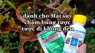 Hỗ trợ thêm dinh dưỡng cho Mai suy kém phát triển